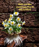 Lớp Usui/Holy Fire Reiki Cơ bản ngày 08/02/2020