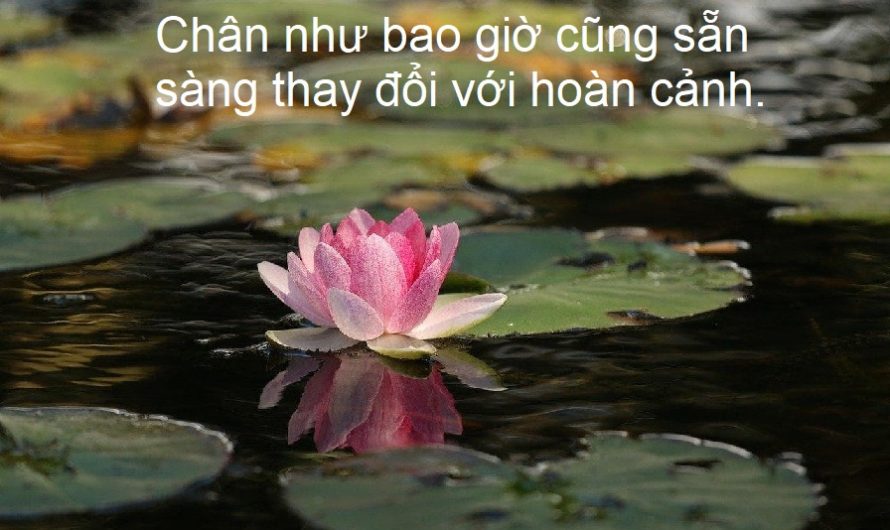 Chân như – Thảnh thơi