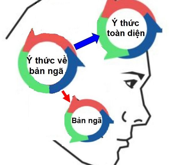 Ý thức về bản ngã – vô ý nghĩ – ý thức toàn thể