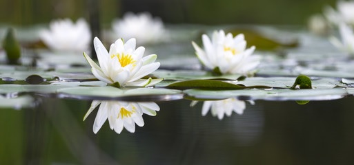 Buông xuôi và khai tâm