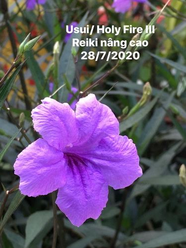 Lớp Usui-Holy Fire III Reiki nâng cao – Hà Nội- Thứ Ba ngày 28-7-2020