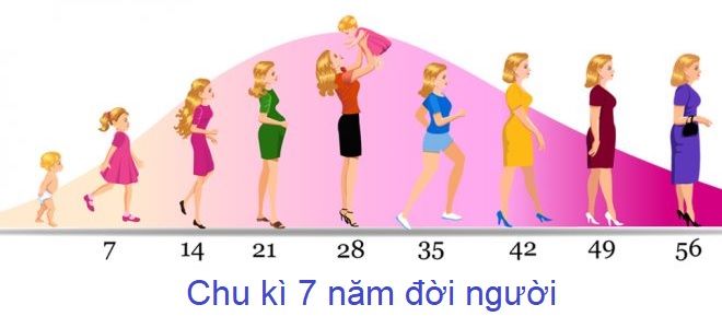 Chu kì 7 năm đời người